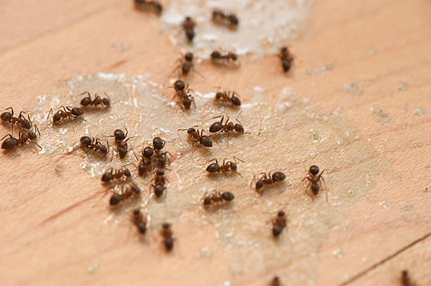 Best Flea Control Services  in Tennessee Ridge, TN