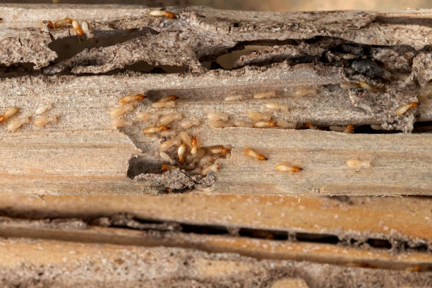 Best Affordable Pest Control Services  in Tennessee Ridge, TN